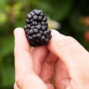 ASSEMBLED — The Arkansas Agricultural Experiment Station led an international team that assembled the first complete sequence of the blackberry genome. (U of A System Division of Agriculture photo by Fred Miller)