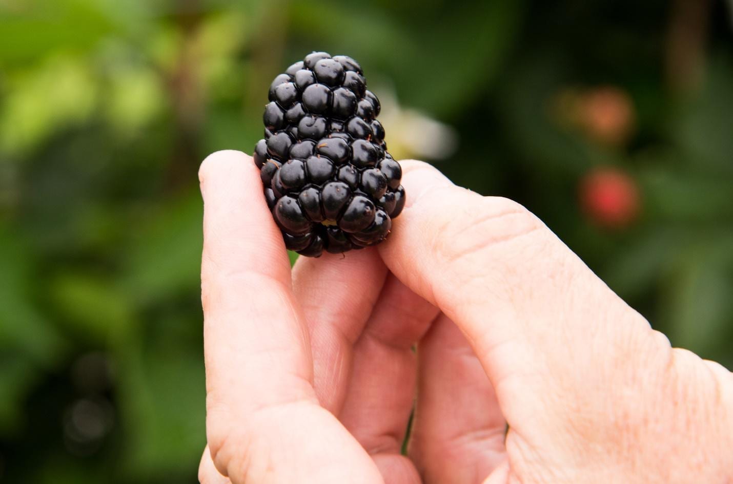 ASSEMBLED — The Arkansas Agricultural Experiment Station led an international team that assembled the first complete sequence of the blackberry genome. (U of A System Division of Agriculture photo by Fred Miller)