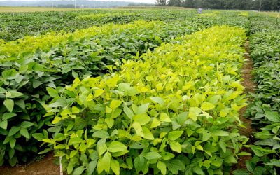 Genetic Discovery May Improve Soybean Drought Tolerance