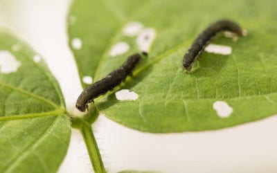 Scientists Investigate Intersection of Salt, Insect Stress in Soybeans