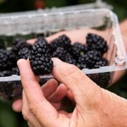 Primocane blackberries open new markets for fruit growers