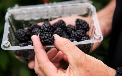 Primocane Blackberries Open New Markets for Fruit Growers
