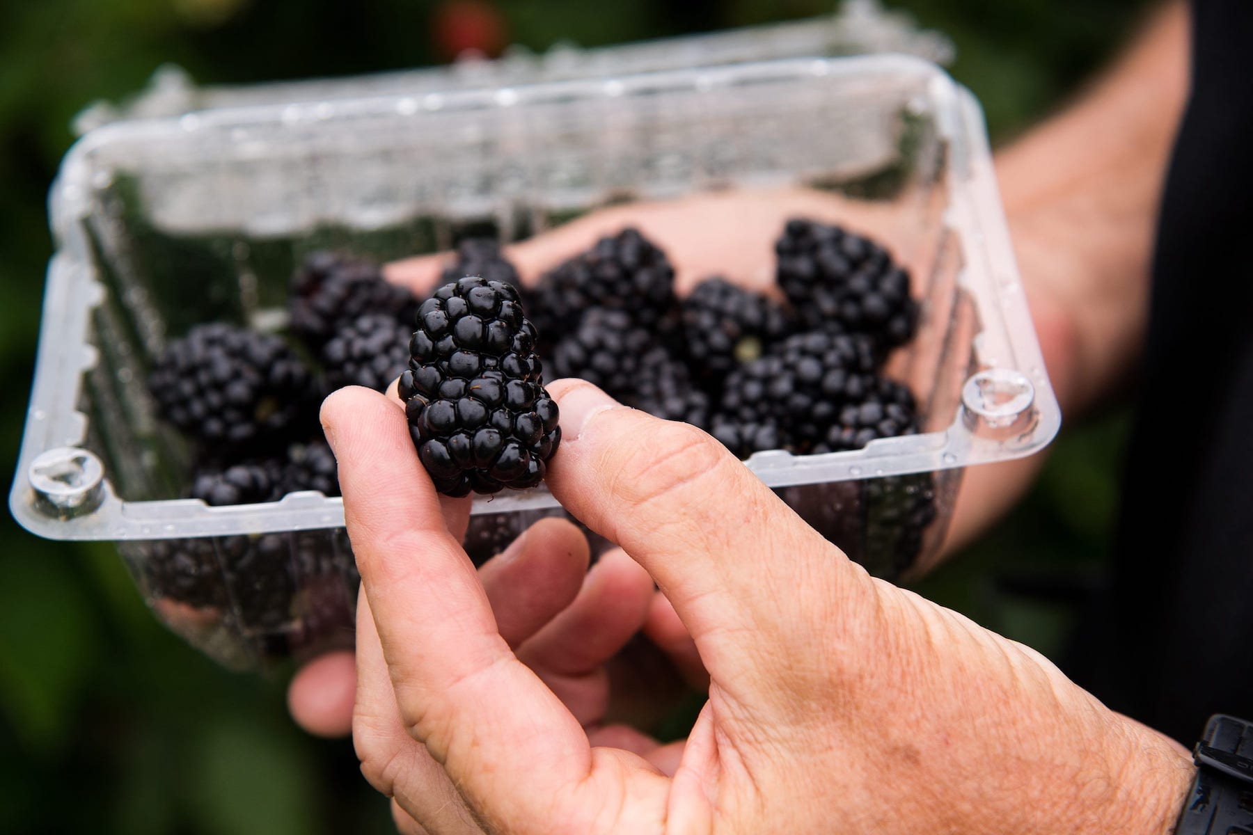 Primocane blackberries open new markets for fruit growers