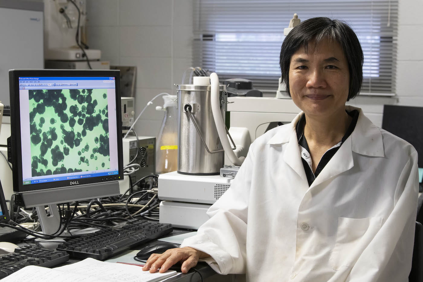 Ya-Jane Wang is a professor of carbohydrate chemistry in the department of food science. (UA System Division of Agriculture photo by Fred Miller)