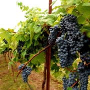 Enchantment: Arkansas’ First Red Wine Grape