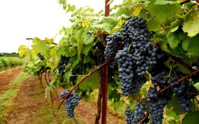 Producing Enchantment, Arkansas’ First Grape for Red Wine