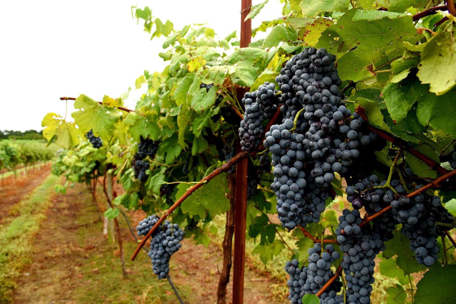 Enchantment: Arkansas’ First Red Wine Grape