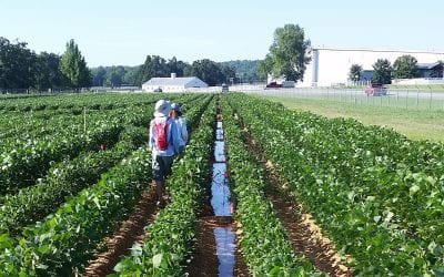 Soybean Response to Dicamba in Irrigation Water under Controlled Environmental Conditions