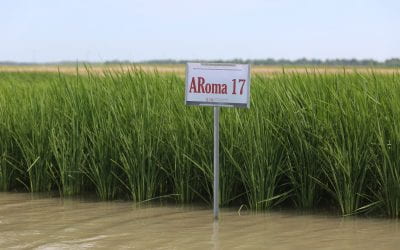 ARoma17 Gives Growers, Foodies a Domestic Alternative for High-Yielding Fragrant Rice
