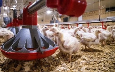 Poultry Science Researchers Fine Tune Chicken Sprinkler Technology