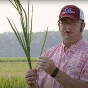 Potassium, or potash, is an important nutrient for Arkansas’ major row crops, and a deficiency of it can significantly...