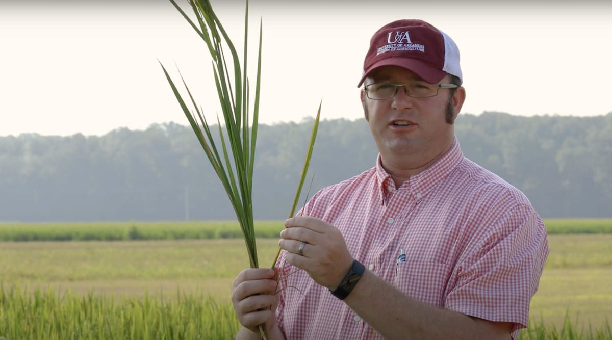 Potassium, or potash, is an important nutrient for Arkansas’ major row crops, and a deficiency of it can significantly...