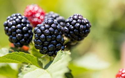 First-Ever Blackberry Genome will Help Lead to Better Blackberries
