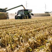 corn field day