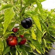 Close-up of purple and red peppers growing on healthy plants in an overcast farm field, with a focus on the fruits against a backdrop of more plants.