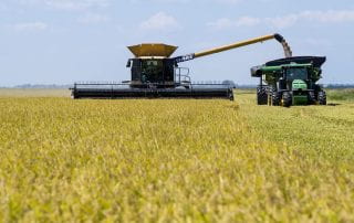 HARVEST — Rice is harvested in 2020 at a farm in Arkansas County near Stuttgart. (U of A System Division of Agriculture photo)