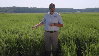 Trent Roberts offers some recommendations for optimizing soil fertility in rice production. In this video, Roberts will discuss some strategies for optimizing potassium, nitrogen and zinc fertility for rice production.