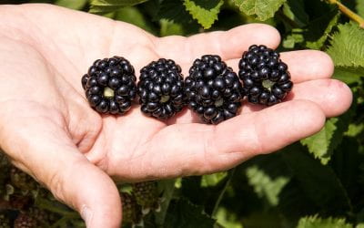 Ponca Blackberry has Potential to Change the Blackberry Fresh Market