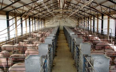Reducing Carbon Footprint of Swine Production