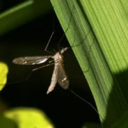 Mosquito filer