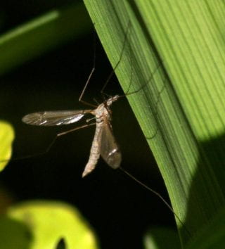 Mosquito filer