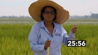 Rice Disease Management