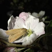 Night Pollinator