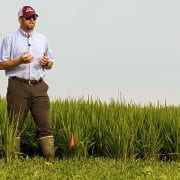 Rice Soybean Virtual Field Day