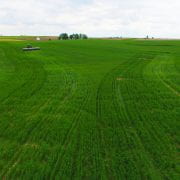 Cereal rye cover crops