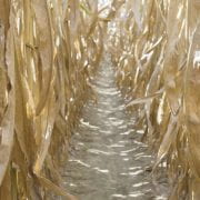 Corn Cotton Field Day