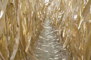 Corn Cotton Field Day