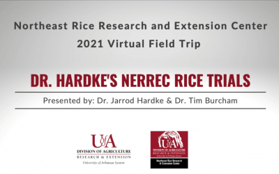 Rice trials on the NERREC farm