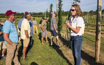 Fruit Research Station Study Shows Promise for Hops in Arkansas