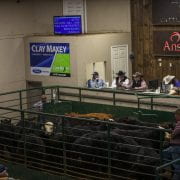 Price Discovery Issues in the Fed Cattle Market