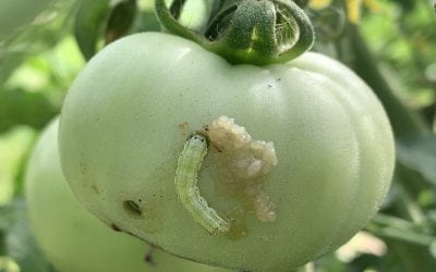 Study on Pyrethroid Resistance in Tomato Fruitworm Develops New Recommendations