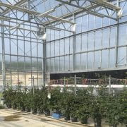 Long-Cane Blackberry Greenhouse
