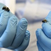 Insect Toxicology Lab-Bees