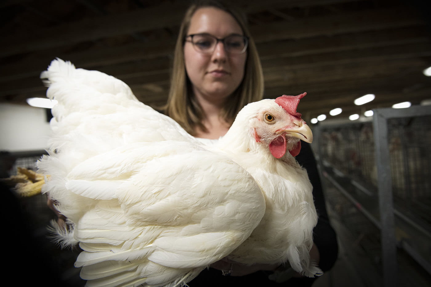NOT THIRSTY — Sara Orlowski, assistant professor of poultry science, is selecting broilers for water efficiency. Her aim is to breed for birds that maintain consistent feed conversion and weight gain while consuming less water. (U of A System Division of Agriculture photo by Fred Miller)