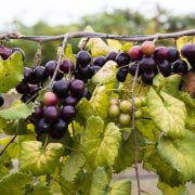 Muscadines Vines