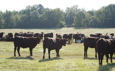 Pasture-Weaned Calves May Be More Cost-Effective Than ‘Dry Lot’ Calves