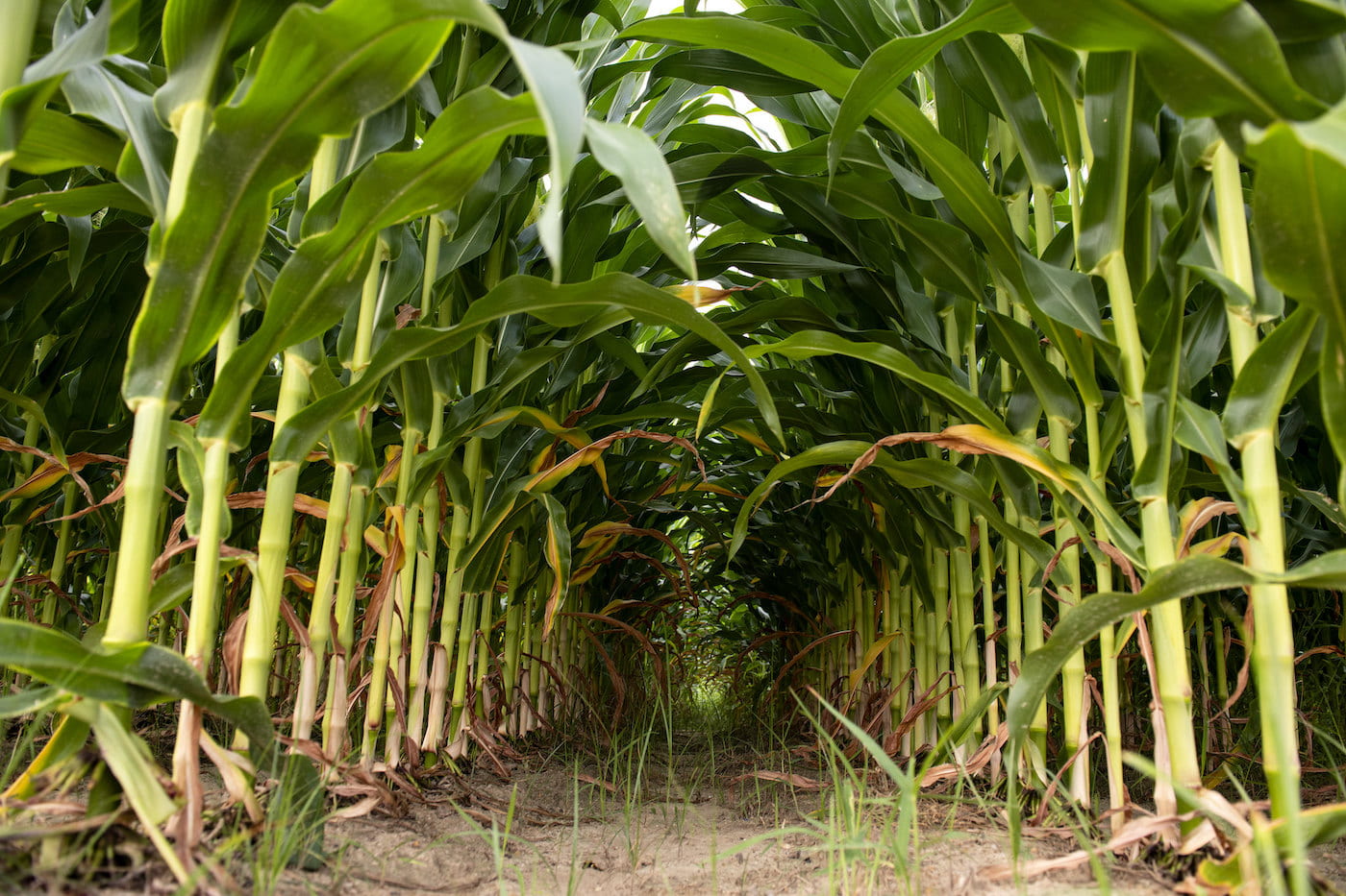 Corn research plots