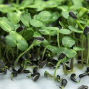 Microgreen Food Safety Research