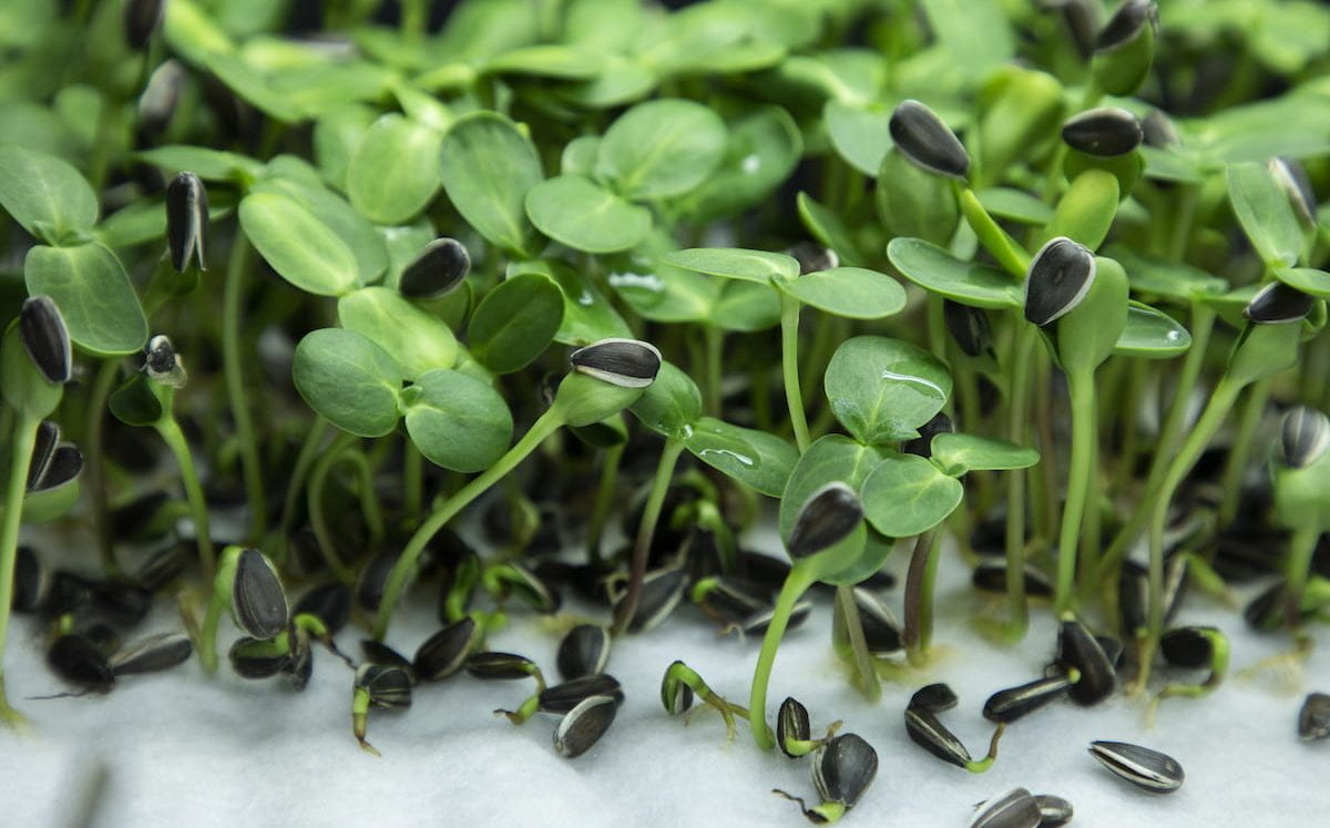 Microgreen Food Safety Research
