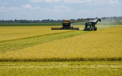 U.S. Farm Bill Research Includes Arkansas Economists’ International Rice Baseline Report