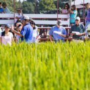 Rice Field Day