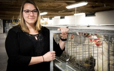 Chickens Selectively Bred for Water Efficient Traits