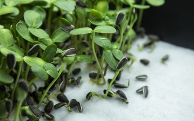 Microgreen Pathogen Susceptibility Dependent on Plant Variety, Growing Media