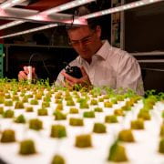 Man wearing glasses and white lab coat uses instrument to test plant seedlings lined in rows on a white vertical farming table.