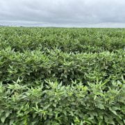 Climate SMART Soybean