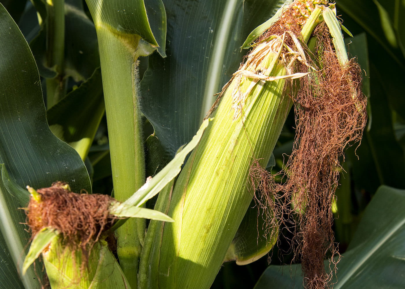 The 2022 Arkansas corn crop was impacted by high temperatures and drought. (Special to The Commercial/University of Arkansas System Division of Agriculture)